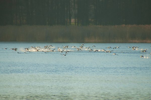 Skedviken